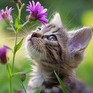 Telegram profile photo for Gatolovers