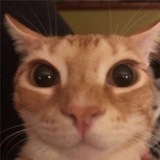 Telegram profile photo for алиса смотрит турики