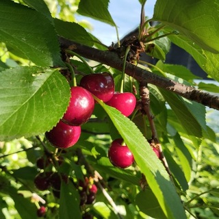 Telegram profile photo for Вишневое безумие🍒☀️