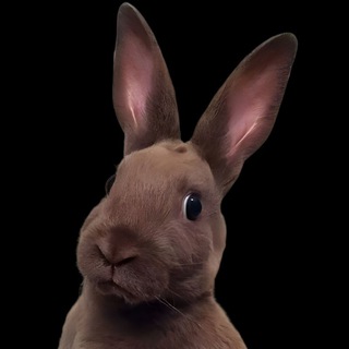 Telegram profile photo for Lean