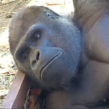 Telegram profile photo for Melancholic Rage
