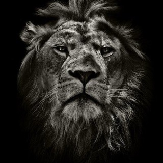 Telegram group profile photo for Lemberg Drop (Дропшипінг / Опт кросівки)