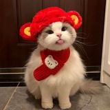 Telegram profile photo for NNET