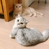 Telegram profile photo for Котики котейки