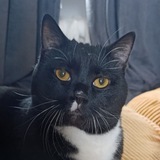 Telegram profile photo for кошка
