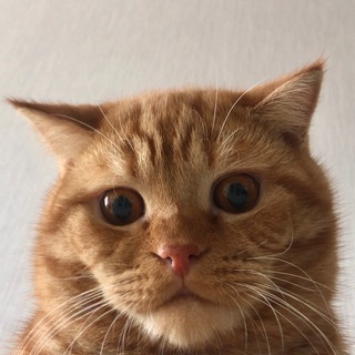Telegram profile photo for Тоха Рудий | Особистий блог