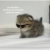 Telegram profile photo for Последний оплот самолюбования