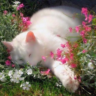 Telegram profile photo for 🌱 gardening confession