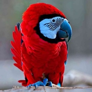Telegram profile photo for ShitChannel