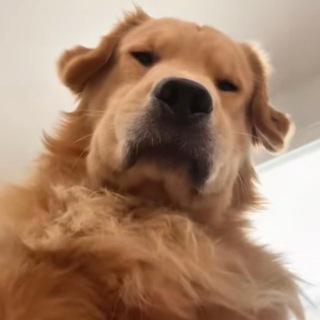 Telegram profile photo for nota
