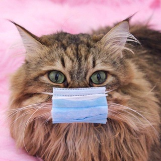 Telegram profile photo for Курск ББ