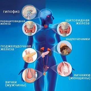Telegram profile photo for Эндокринология