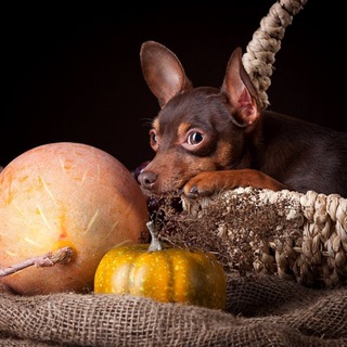 Telegram profile photo for Питомник "Серебряная звезда"