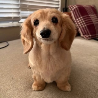 Telegram profile photo for ZAKACHENIY