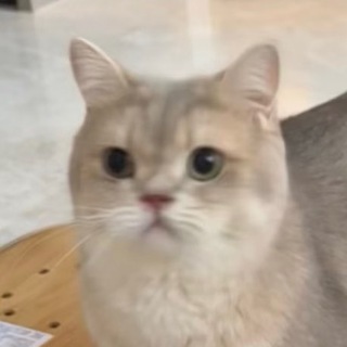 Telegram profile photo for Tofu The Cat