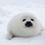 Telegram profile photo for набор в адм || silly seals confession ! 🦭