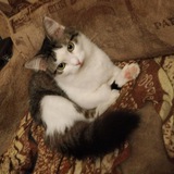 Telegram profile photo for Помощь Ватрушке