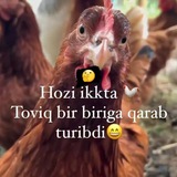 Telegram profile photo for Oddiy bola