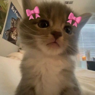 Telegram profile photo for 𝗽𝗿𝗼𝗼𝗳𝘀 камки🫶🏻