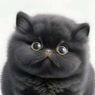 Telegram profile photo for Мягкий кот