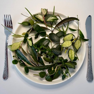 Telegram profile photo for Ohh Hoya Salad 🥗