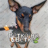 Telegram profile photo for Вᥱᴛκᥲ нᥲ ʙᥱᴛκᥱ🐶🍃