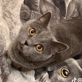 Telegram profile photo for Не