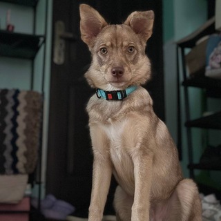 Telegram profile photo for бракованный пастух