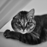Telegram profile photo for Мошка Куська