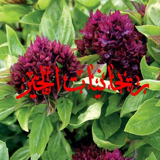 Telegram profile photo for 🌿ريحانيات الخير 🌿