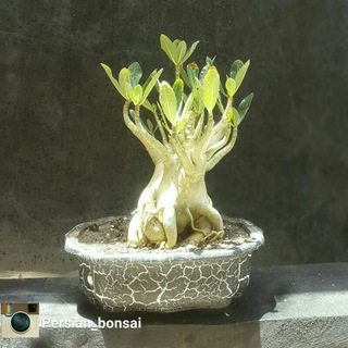 Telegram profile photo for Persian_bonsai