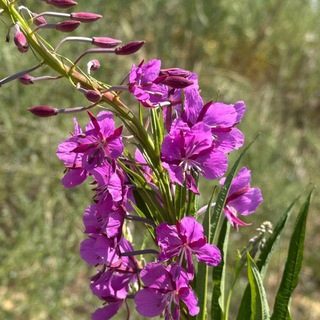 Telegram profile photo for 🌿🌿🌿Нелли курьер Аюра эмчи