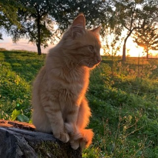 Telegram profile photo for Sun