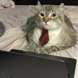 Telegram profile photo for Кот-капиталист
