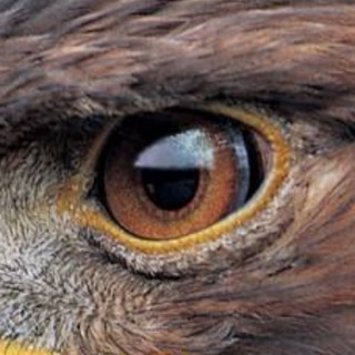 Telegram profile photo for Орлиный Глаз