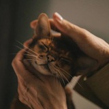 Telegram profile photo for АСИН: Кошачьи истории