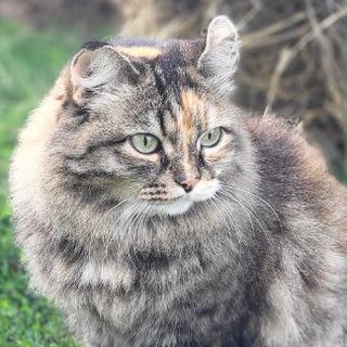 Telegram profile photo for КотоЖизнь2.0