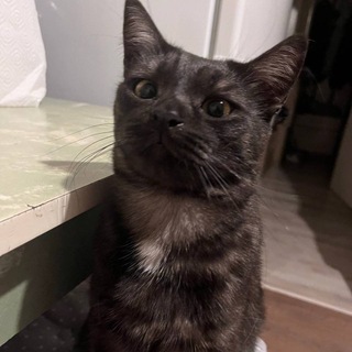 Telegram profile photo for место для фенеков