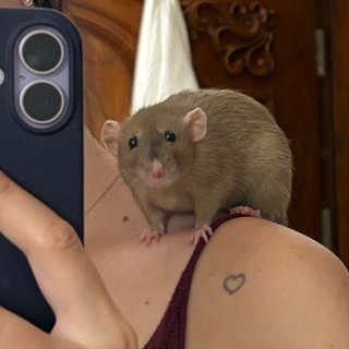 Telegram profile photo for ласковый зверь