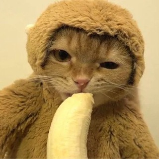 Telegram group profile photo for MONGY Official Announcements