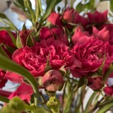 Telegram profile photo for when zhazira blooms 🌷