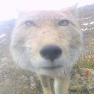 Telegram profile photo for loser is alive