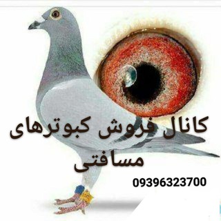 Telegram profile photo for کبوتر مسافتی