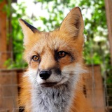 Telegram profile photo for Лисы из Новолисья