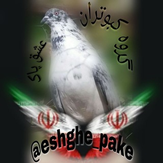 Telegram profile photo for ڪبوتر عشقپاڪ
