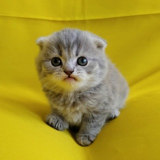 Telegram profile photo for Semnancat