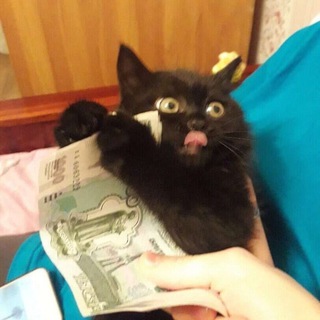 Telegram group profile photo for Денежные потоки Пчулей НаймПро