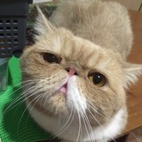 Telegram profile photo for Алло, кошачья опека?