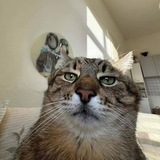 Telegram profile photo for хмурый