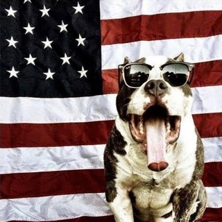 Telegram profile photo for The WatchDog